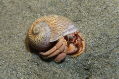 Naticarius stercusmuscarum