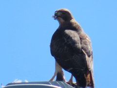 Buteo jamaicensis