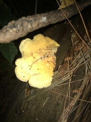 Pseudomerulius curtisii