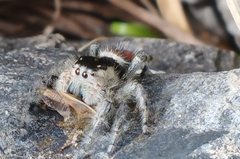 Phidippus zethus