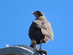 Buteo jamaicensis
