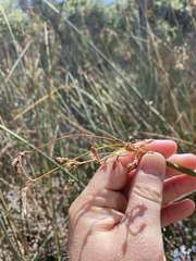 Schoenoplectus californicus