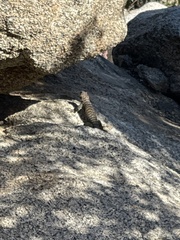 Sceloporus orcutti