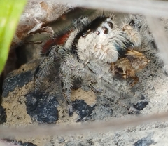 Phidippus zethus