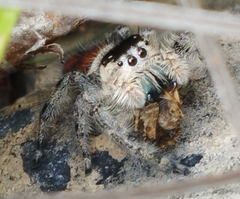 Phidippus zethus