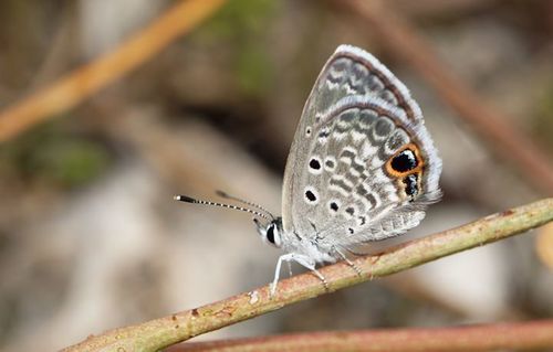 Ceraunus Blue photo 4