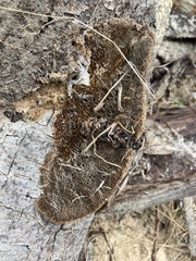 Coriolopsis gallica