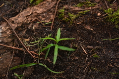 Moehringia macrophylla