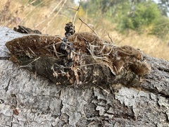 Coriolopsis gallica