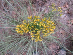 Euthamia leptocephala