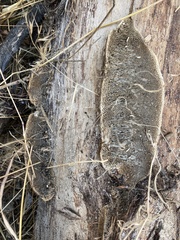 Coriolopsis gallica