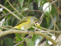 Euphonia hirundinacea