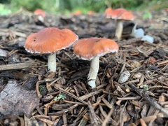 Leratiomyces ceres