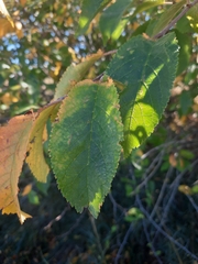 Ulmus minor