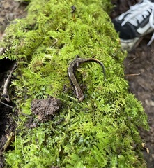 Desmognathus ochrophaeus