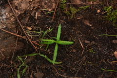 Moehringia macrophylla