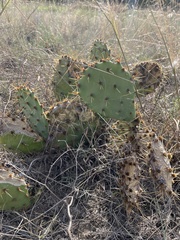 Opuntia lindheimeri