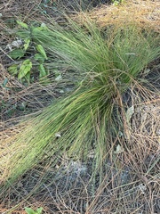 Aristida stricta