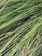 Aristida stricta