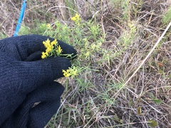 Euthamia caroliniana