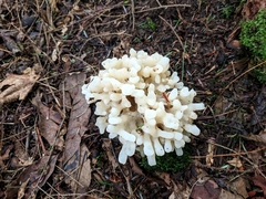 Sebacina sparassoidea