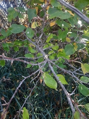 Ulmus minor