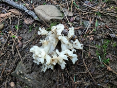 Sebacina sparassoidea