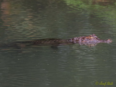 Caiman crocodilus
