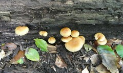 Gymnopilus penetrans