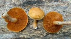 Gymnopilus penetrans