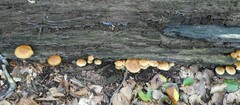 Gymnopilus penetrans