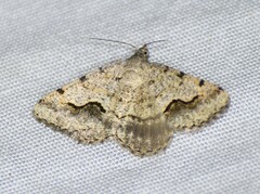 Frederickia s-signata