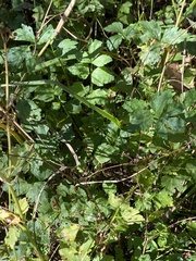 Torilis arvensis