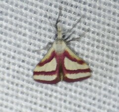 Microtheoris vibicalis