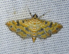 Ommatospila narcaeusalis