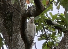 Cacatua goffiniana
