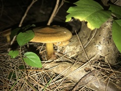 Cortinarius semisanguineus