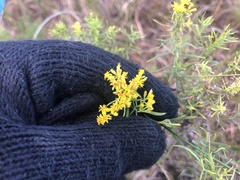 Euthamia caroliniana