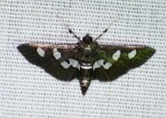 Desmia subdivisalis