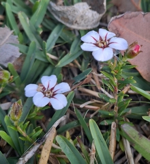 Adenandra uniflora
