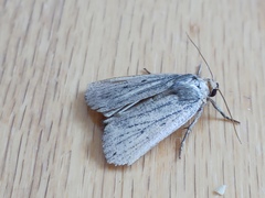 Amphipyra tragopoginis