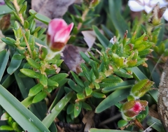 Adenandra uniflora