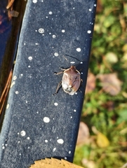 Chlorochroa pinicola