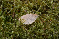 Coccomyces dentatus