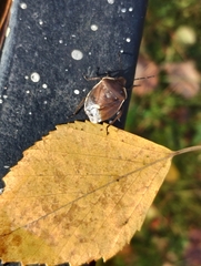 Chlorochroa pinicola
