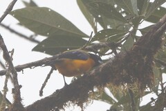 Anisognathus notabilis