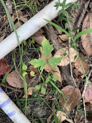 Toxicodendron radicans