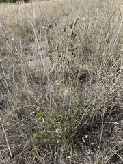 Brickellia cylindracea