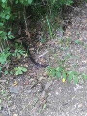 Pantherophis alleghaniensis