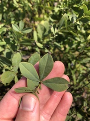 Baptisia australis